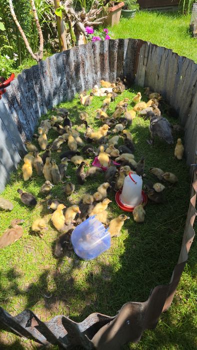 Biegus Indyjski import