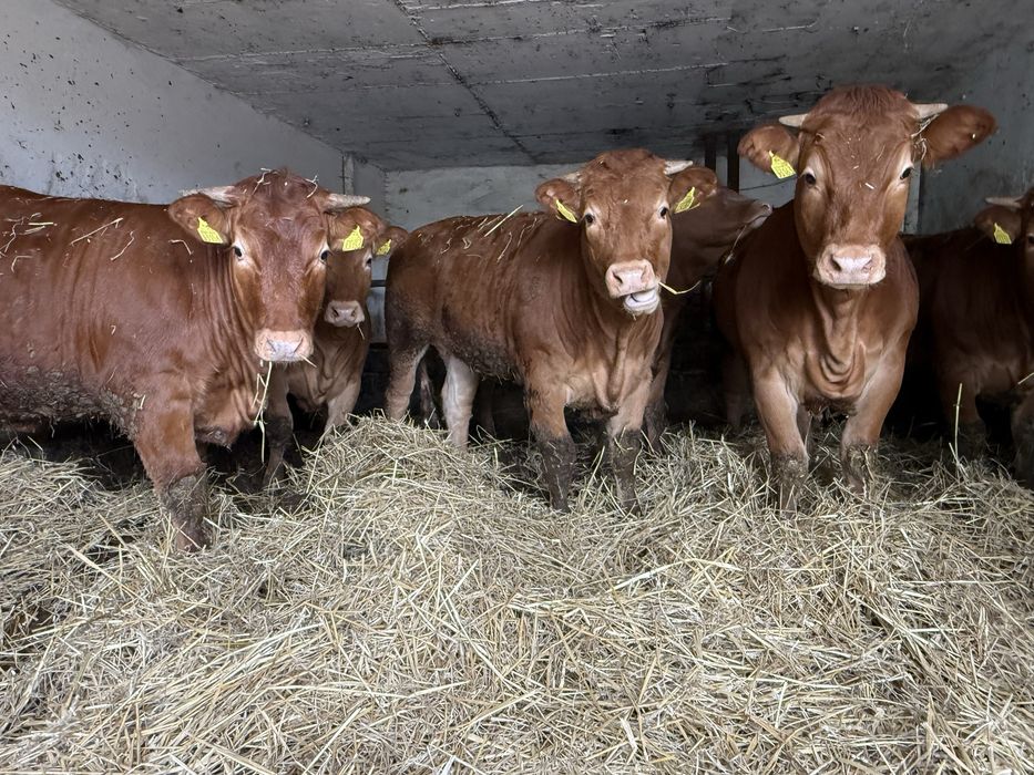 Sprzedam Jałówki  Do Zacielenia  Oraz Buhaja Limousine lm
