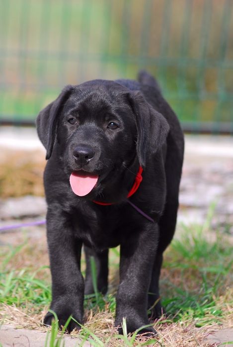 Лабрадор ретривер супер щенки!
