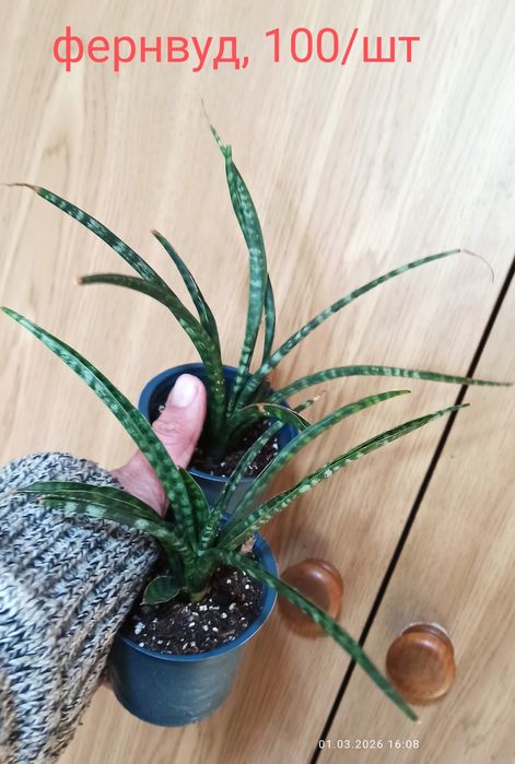 Сансевієрії Голандські