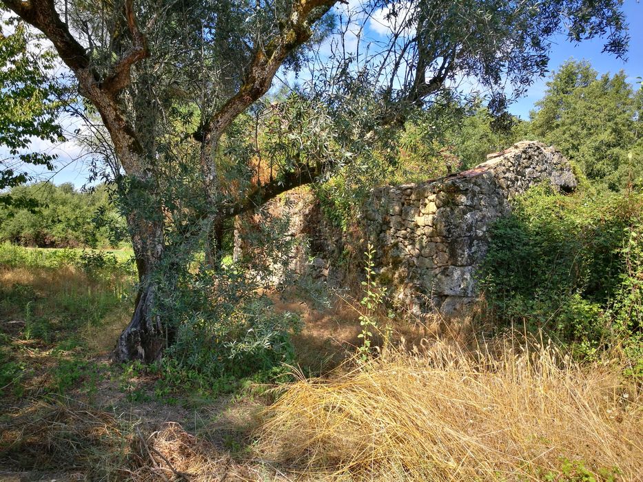 Terreno agrícola + pinhal S. Pedro France, Viseu