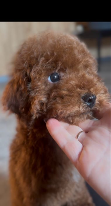 Редбраун той пудель хлопчики