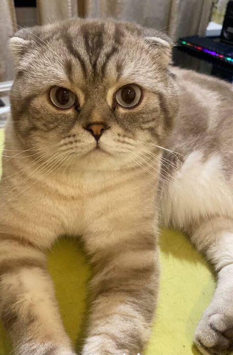 Неймовірний котик чекає дівчинку у гості:)