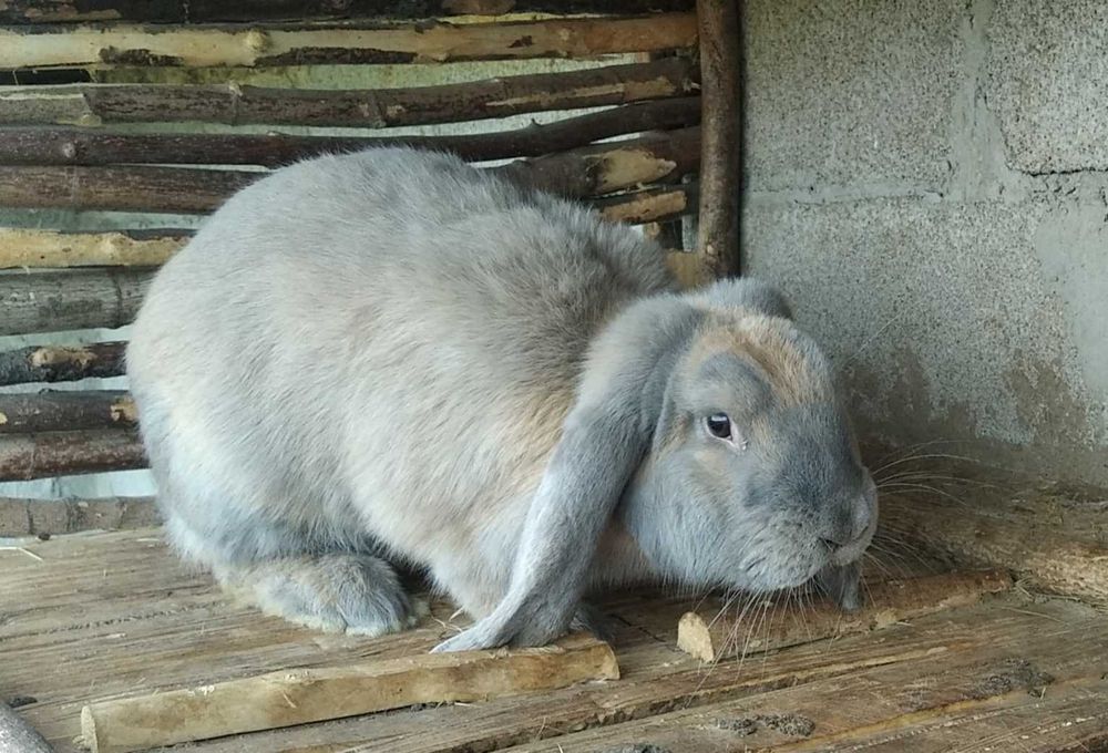 Кролі французький баран