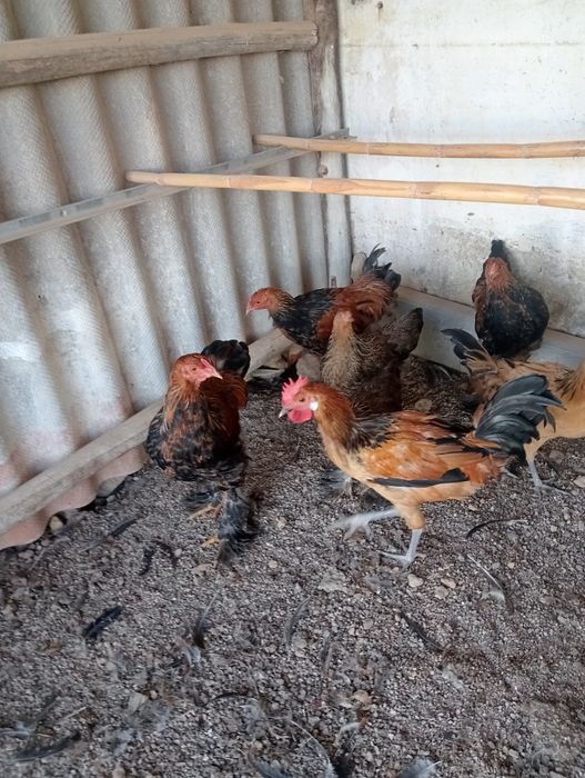 Casais de aves com 6 meses