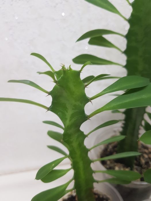 Молочай трехгранный. Доставка по центру города БЕСПЛАТНО  — 50 грн.