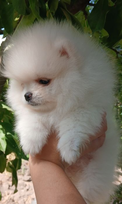 В'язка .Мальчик померанский шпиц