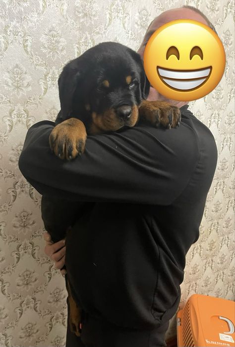 Ротвейлери чистокровні