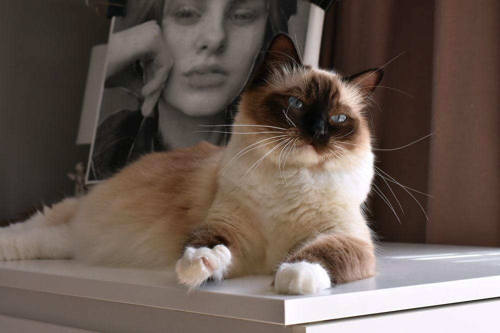 Kocurek, rodowód FPL, hodowla 15 lat.