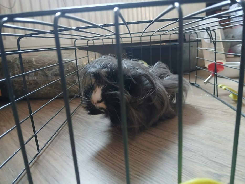 Oddam świnki morskie w dobre ręce