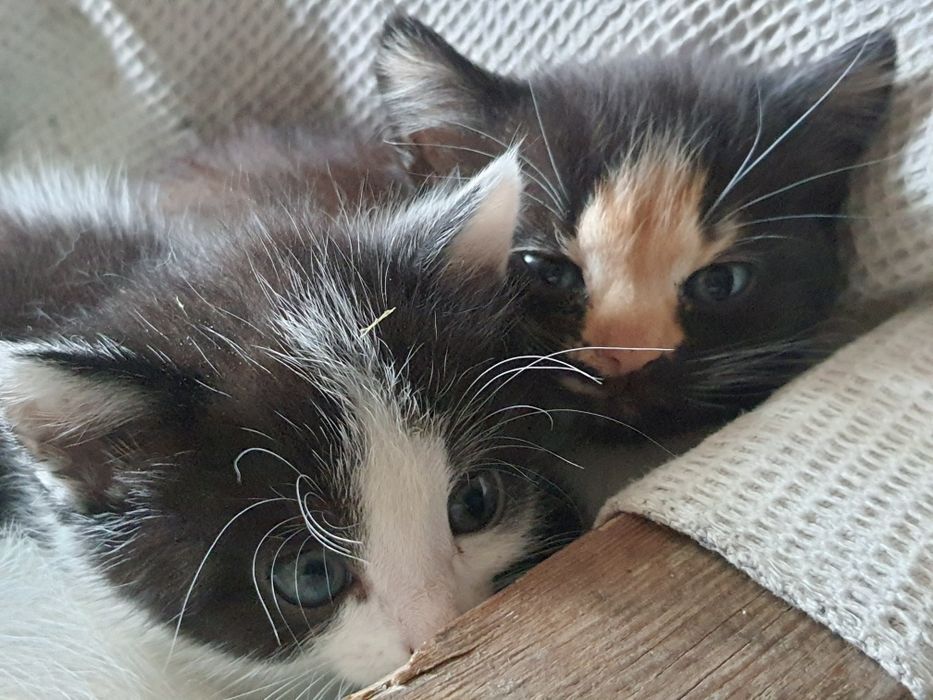 Віддамо трьох кішечок у добрі руки — 2 місяці, грайливі та здорові