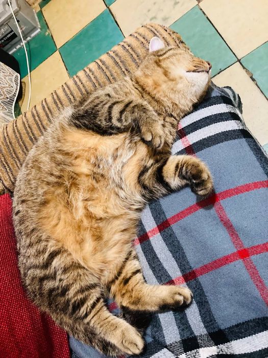 Отдам  бесплатно