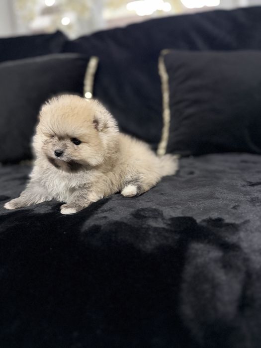 Pomeranian szpic miniaturowy
