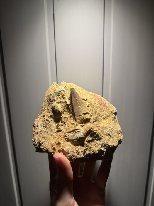 Coleção Fóssil/Fósseis