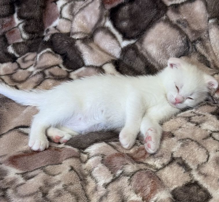 Шотланські кошенята