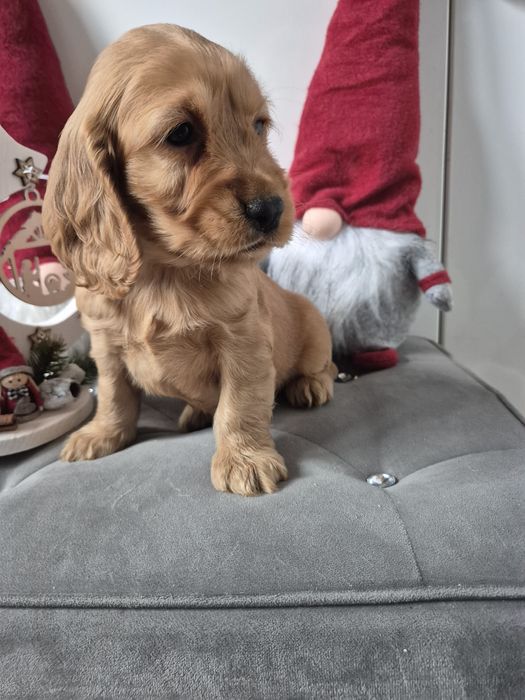 Cocker spaniel piesek Dingo