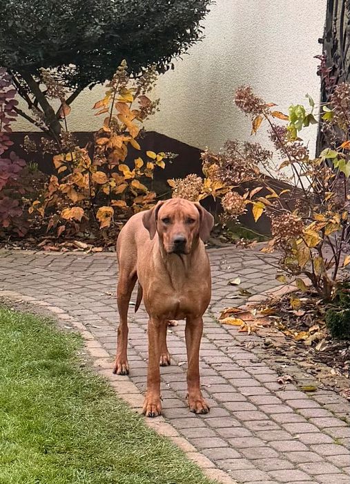 Rhodesian Ridgeback Likwidacja Hodowli suczka z elitarnym pochodzenie