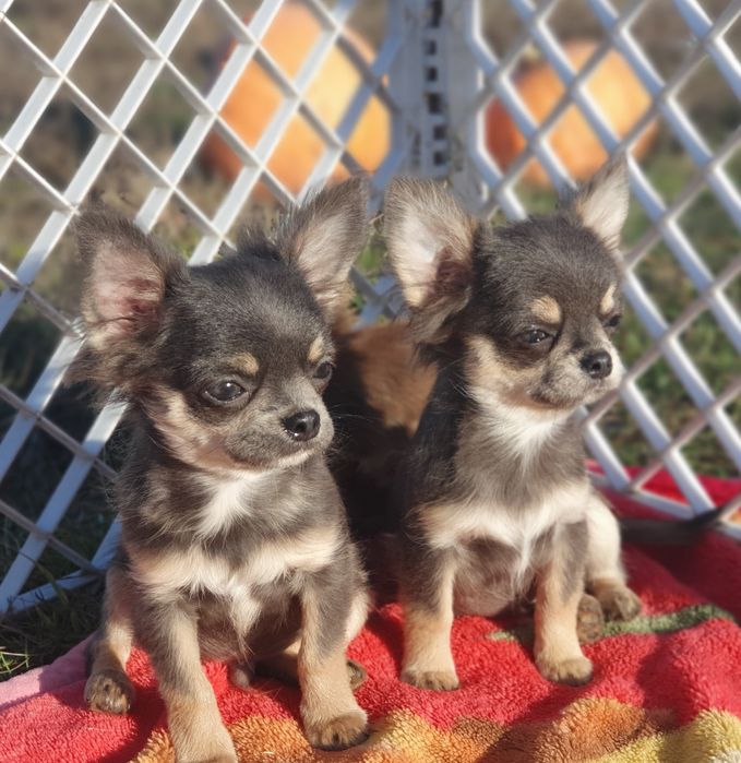 Двое ищ ларца чихуахуа