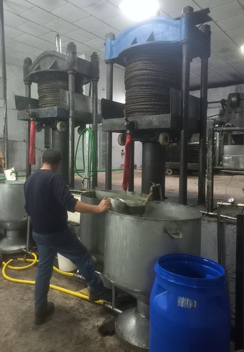 Azeite biológico caseiro.