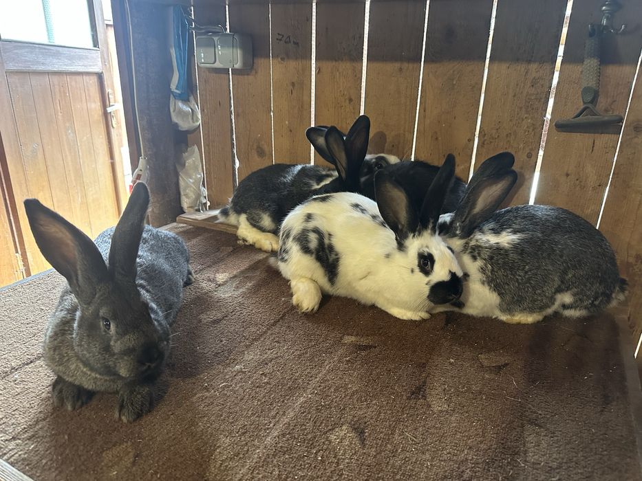 Продаються кролі