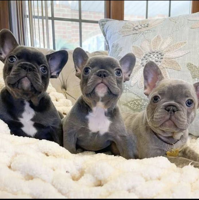 Любов з першого погляду;•}