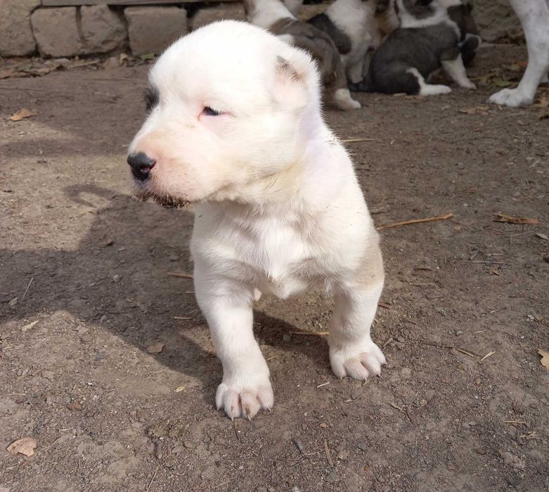 Щенки Алабая (месячные )