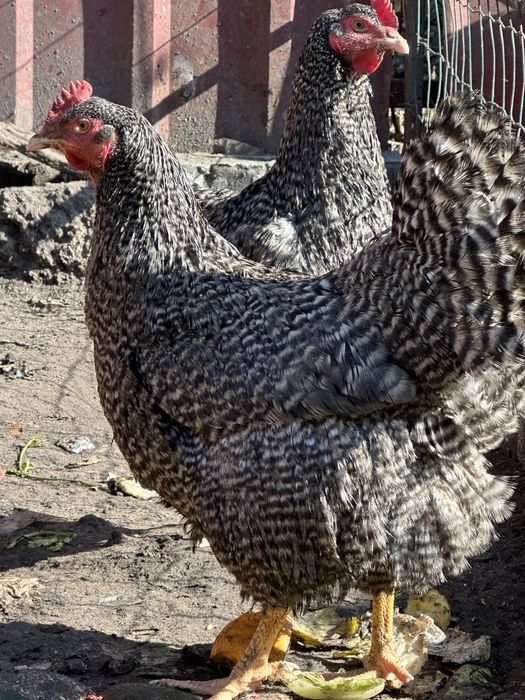 Інкубаційне яйце Амрокс