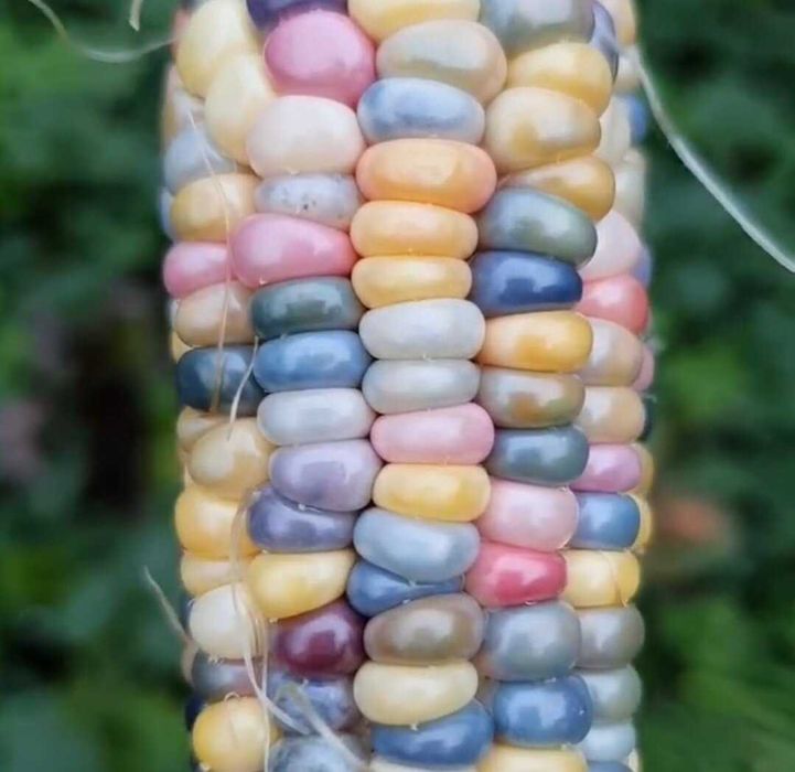 10 Sementes de Milho Glass Gem - Zea mays