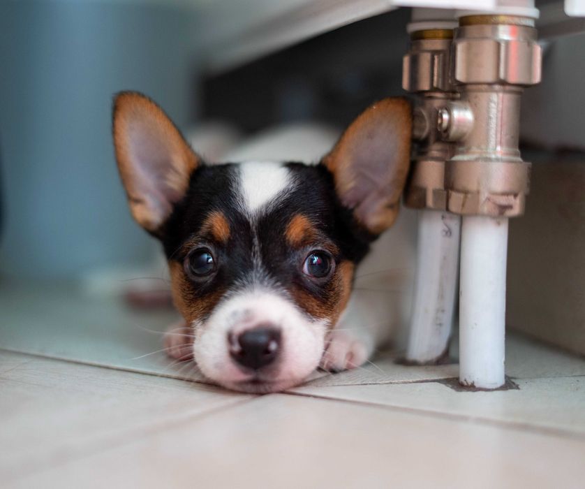 Szczeniaczki do adopcji! Mama również!