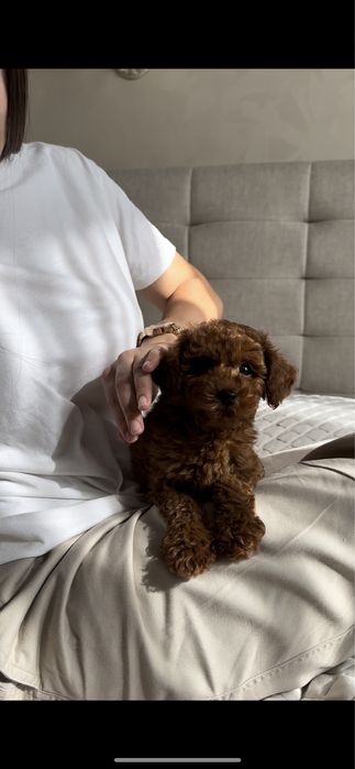 Малюки той пудель