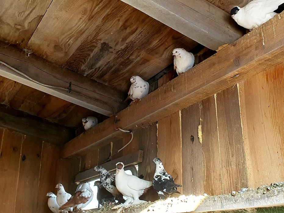 Gołębie ozdobne Parczew