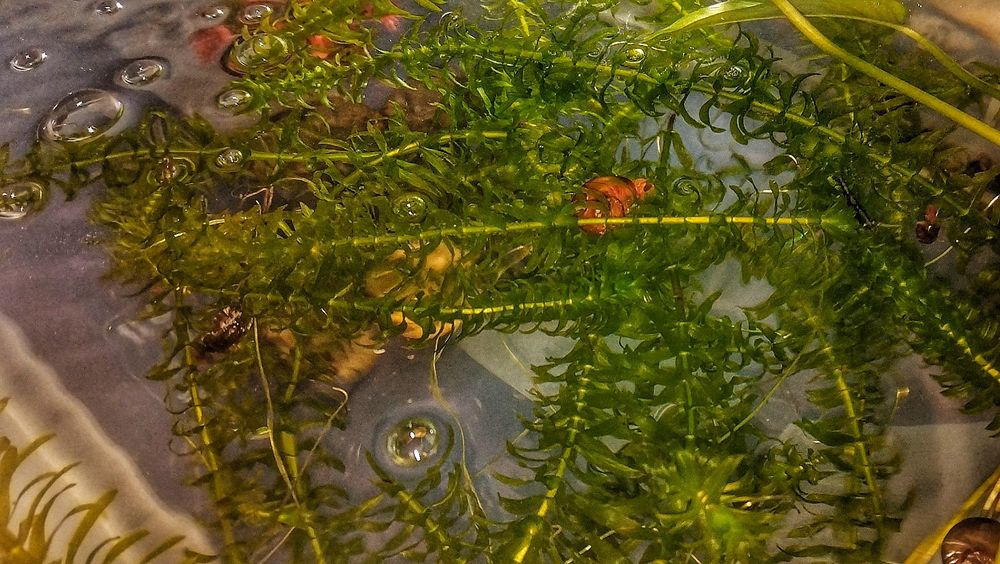 Planta de aquário emogena