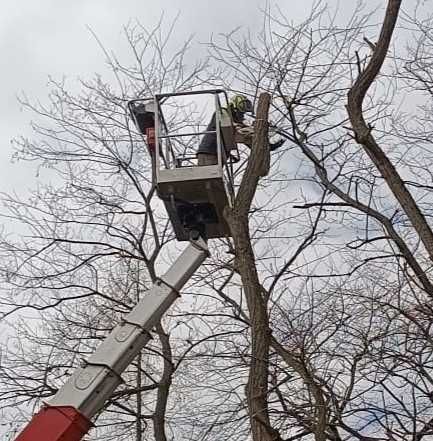 Przycinanie i wycinka drzew Raszyn, Wolica, Nadarzyn, Michałowice