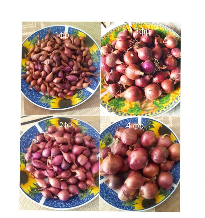 Цибуля сажанка, тиканка, лук севок : Штургарт