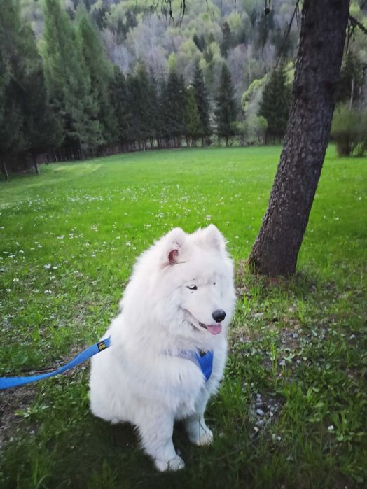 Sprzedam suczke Samoyed
