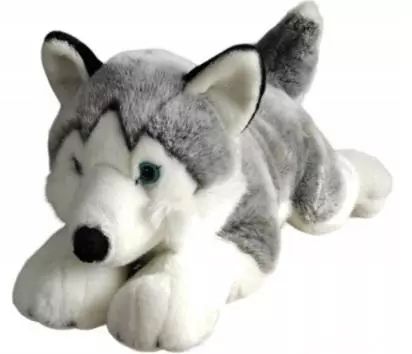 Husky 62cm. Dubi