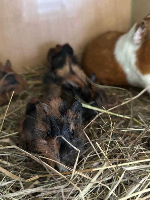 продаються морські свинки недорого