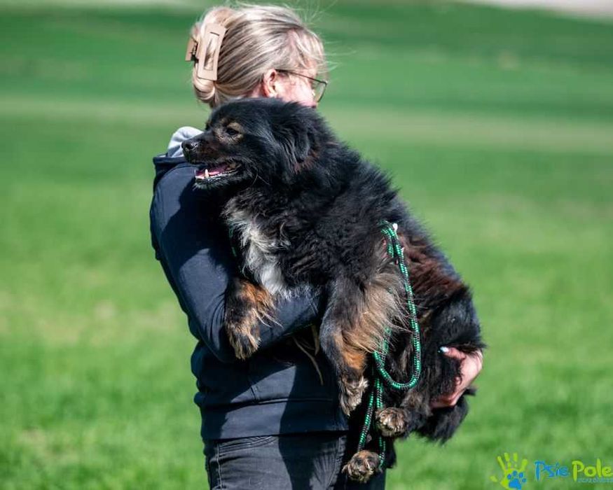 Psiak NERWUSEK szuka domku!