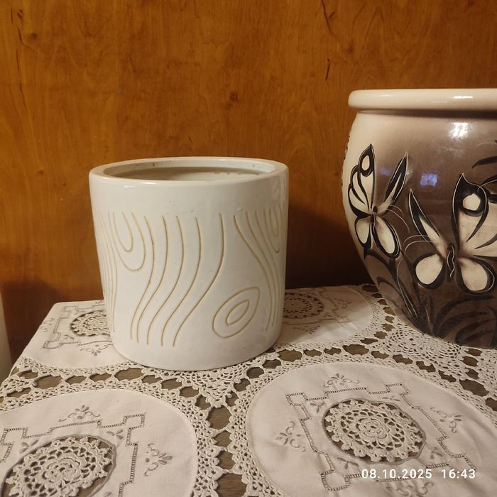 Большая аглаонем ,куст .