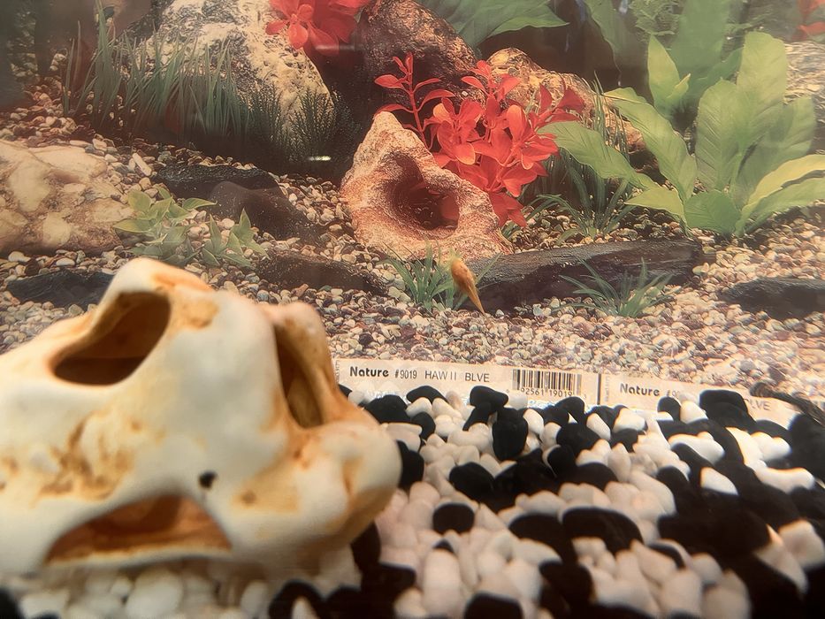 Акваріумні Соми Анцитрус