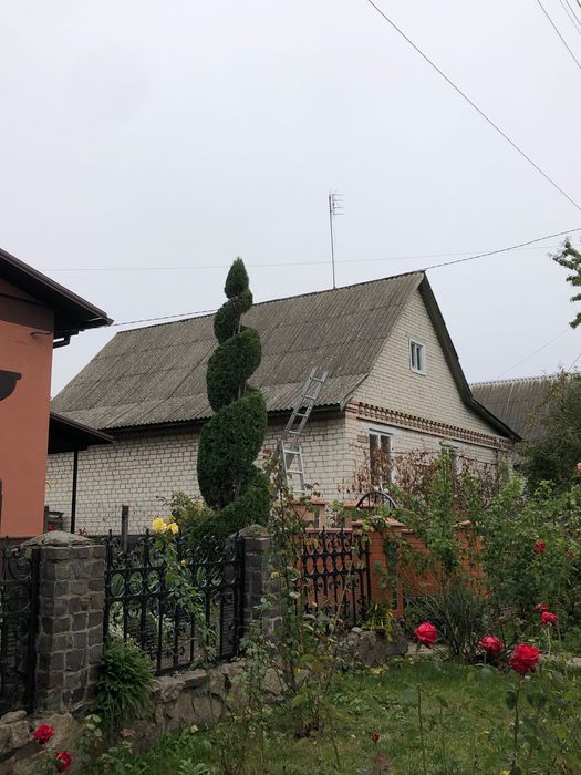 Стрижка хвойних ,топіарне мистецтво