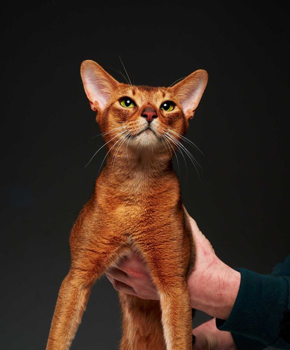 Розплідник абіссинських кішок RUDDY LOVE пропонує кошенят