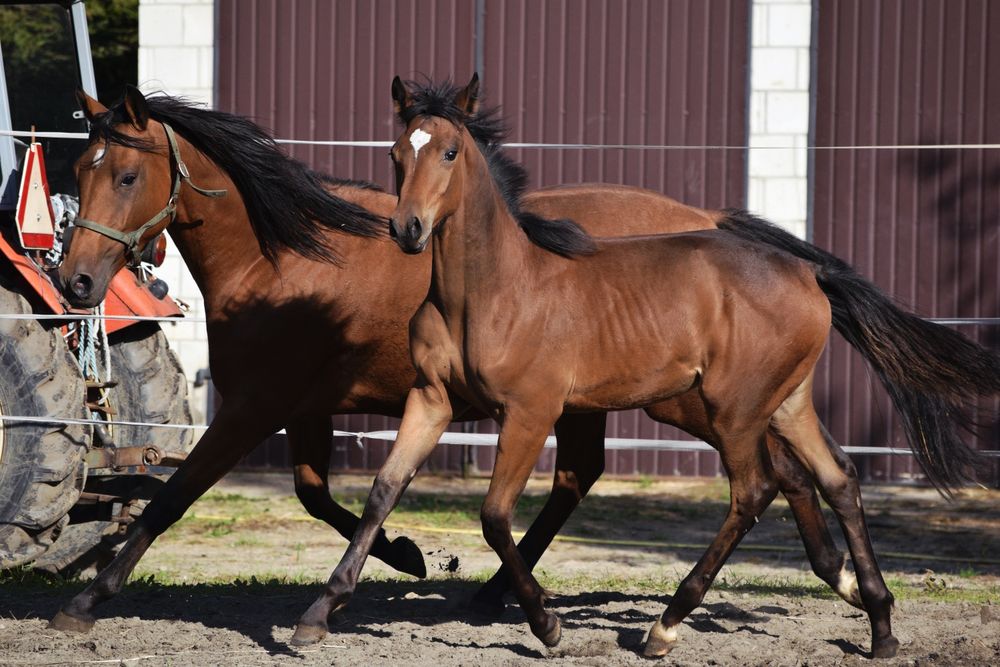 Klaczka małopolska dopłatowa odsadek