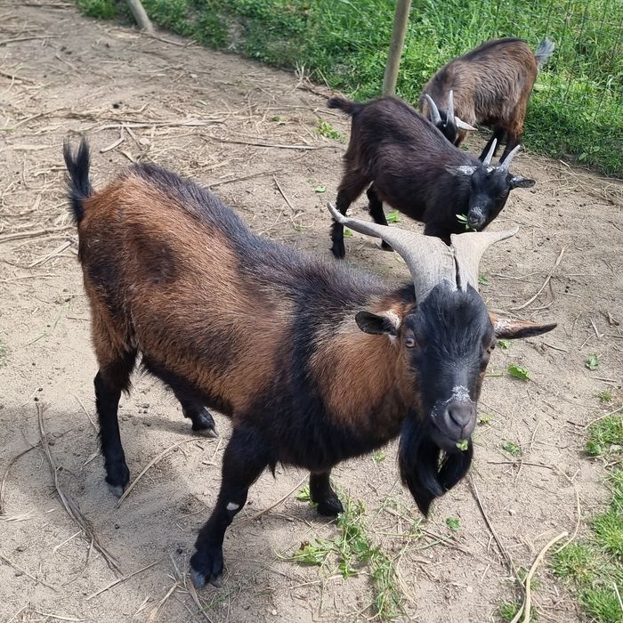 Cabrito / Bode com 20 meses de idade