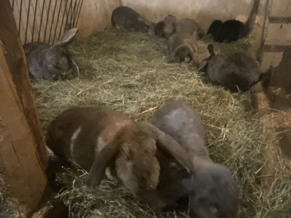 Króliki samice- baran francuski