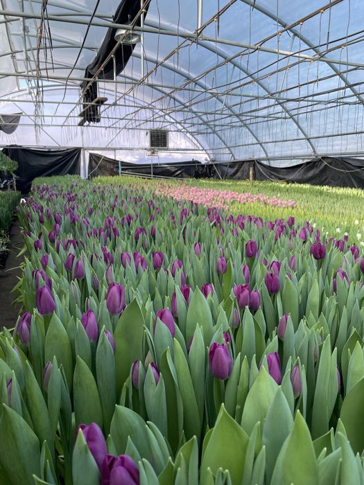 Опт зріз тюльпана, тюльпан 14 лютого та 8 березня