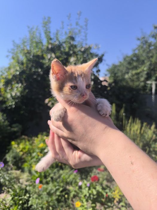 кошенята в добрі руки