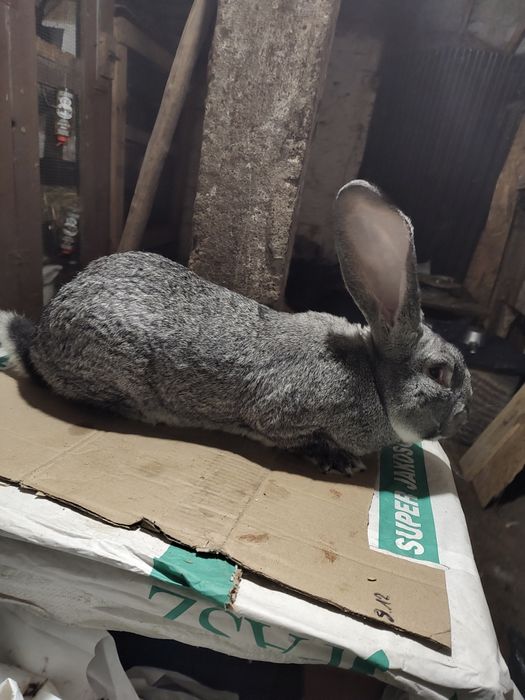 Olbrzym belgijski SZYNSZYLOWY