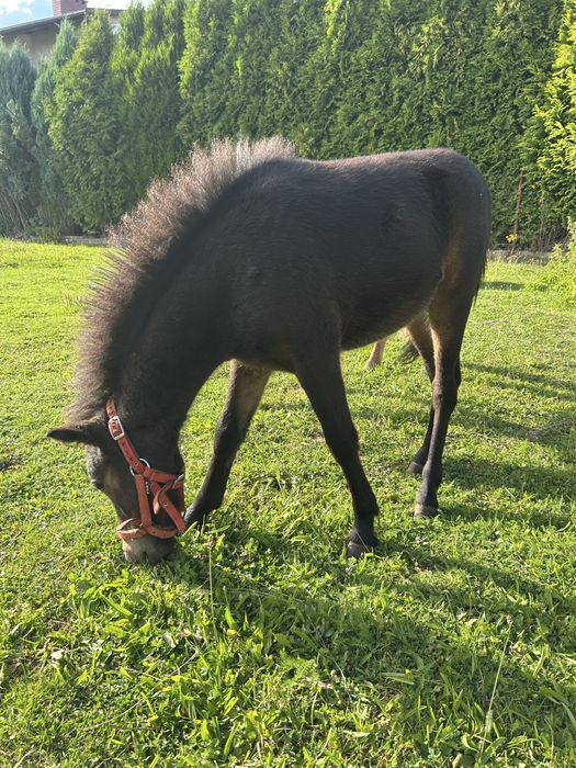 Ogier kucyk szetlandzki