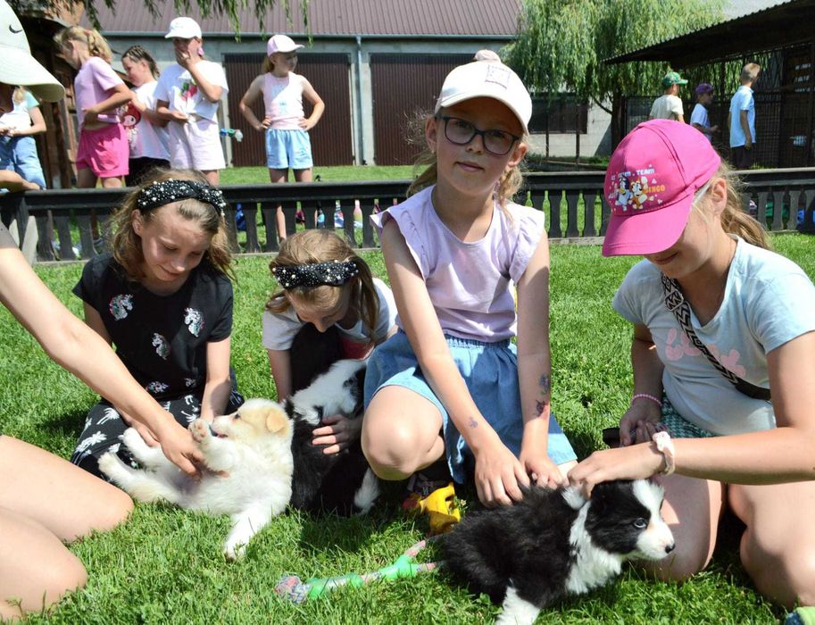 Border collie z metryka Fci.Okazja!